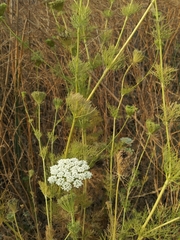 Visnaga daucoides