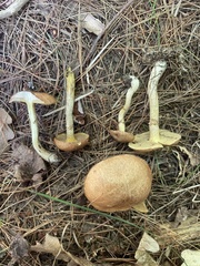 Suillus acidus