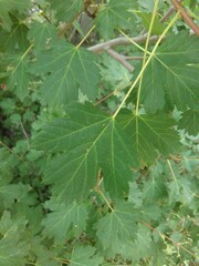 Acer glabrum