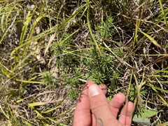 Ionactis linariifolia