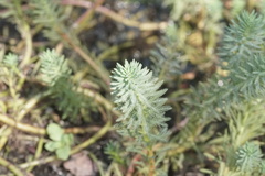 Myriophyllum aquaticum