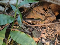 Sphenomorphus indicus