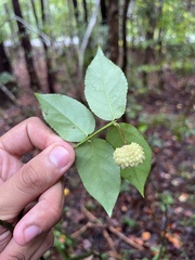 Euonymus americanus