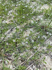 Phyla nodiflora