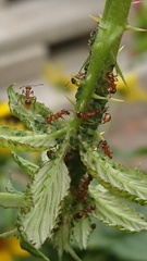 Myrmica