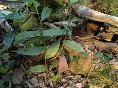 Sphenomorphus indicus