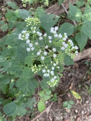 Ageratina