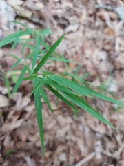 Muhlenbergia schreberi