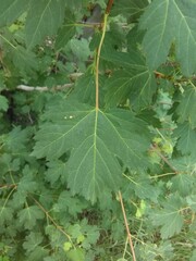 Acer glabrum