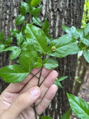 Euonymus americanus