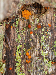 Cladonia macilenta