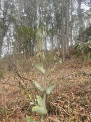 Eucalyptus globulus
