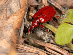 Lilioceris merdigera