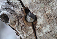 Picumnus albosquamatus