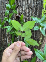 Euonymus americanus