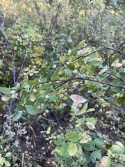 Symphoricarpos occidentalis