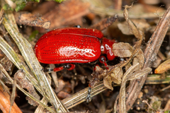 Lilioceris merdigera