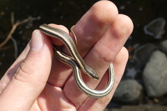 Regina septemvittata