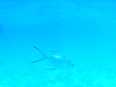 Trachinotus baillonii