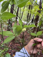 Euonymus americanus