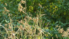 Scirpus