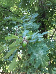 Quercus pubescens