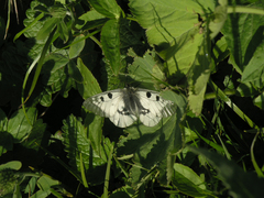 Parnassius mnemosyne