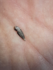 Papillifera papillaris