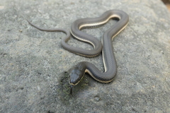 Regina septemvittata