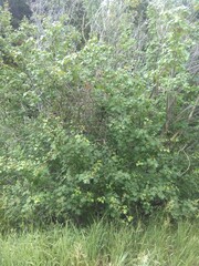 Acer glabrum