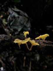 Dacrymyces spathularia