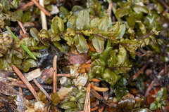 Plagiomnium cuspidatum