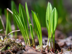 Allium microdictyon