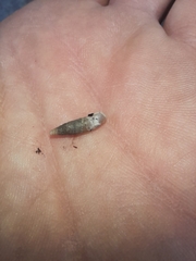 Papillifera papillaris