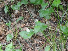Maianthemum bifolium