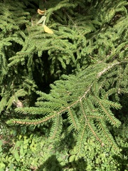 Picea