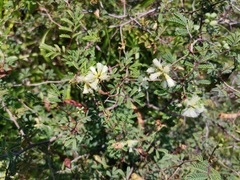 Acaciella angustissima texensis