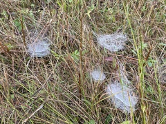 Frontinella pyramitela