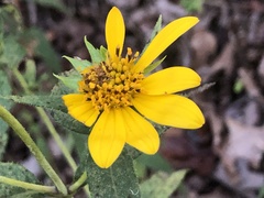 Helianthus hirsutus