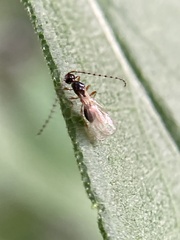 Trichopria