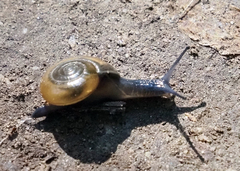 Oxychilus draparnaudi