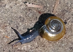 Oxychilus draparnaudi