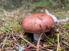 Russula paludosa