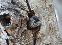 Picumnus albosquamatus