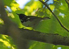 Setophaga caerulescens