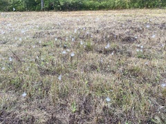 Frontinella pyramitela