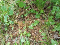 Maianthemum bifolium