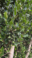Ilex aquifolium