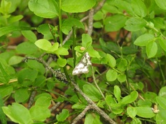 Lomaspilis marginata