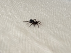 Herpyllus ecclesiasticus